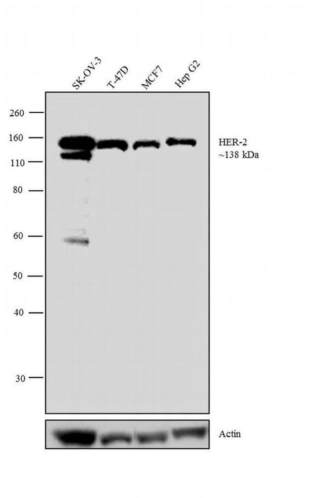 ErbB2 (HER-2) Antibody in Western Blot (WB)