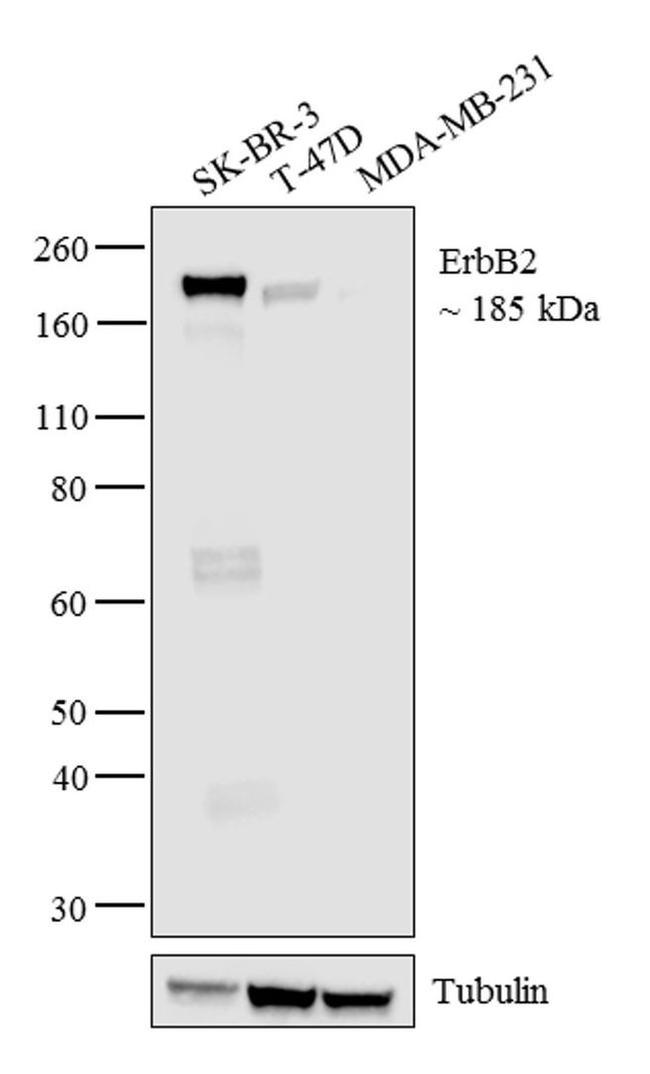 ErbB2 (HER-2) Antibody in Western Blot (WB)