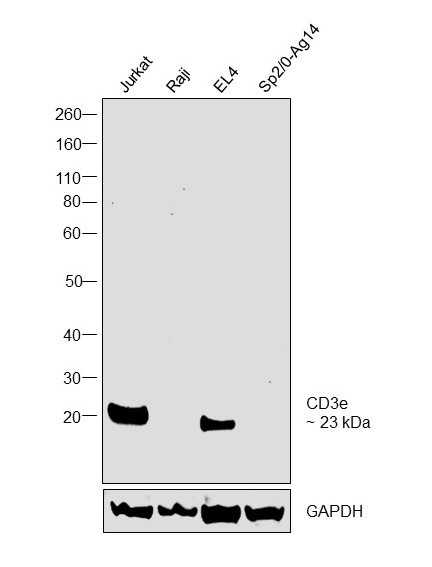 CD3e Monoclonal Antibody (SP7) (MA5-14524)