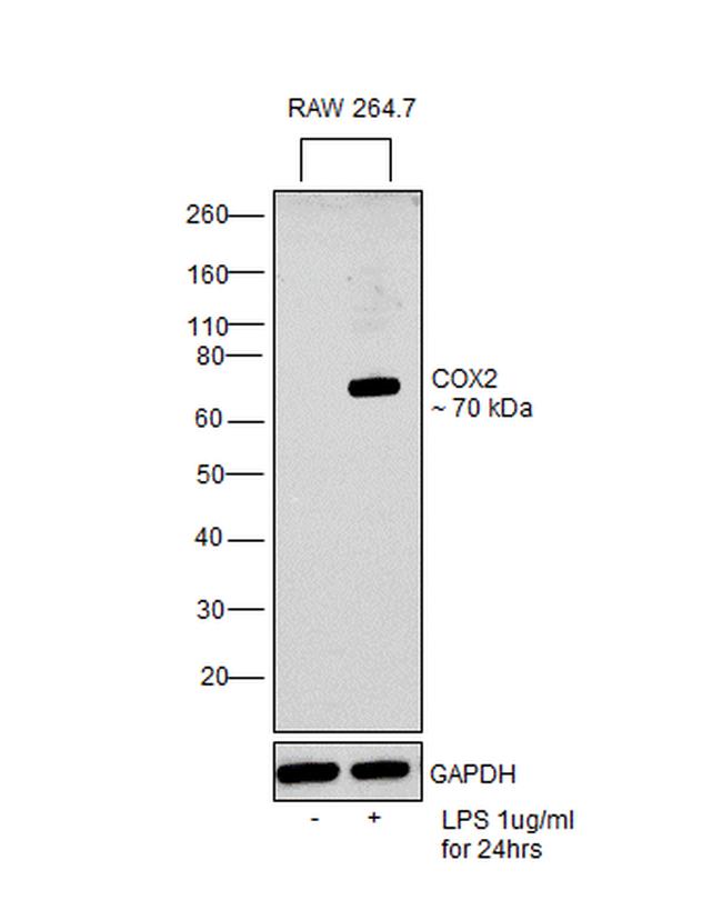 COX2 Antibody