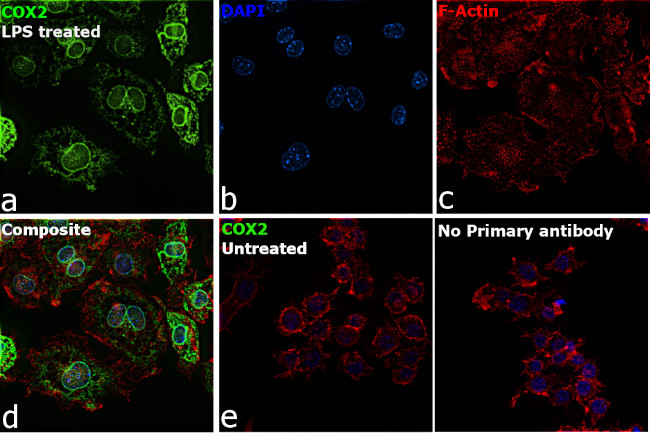 COX2 Antibody in Immunocytochemistry (ICC/IF)