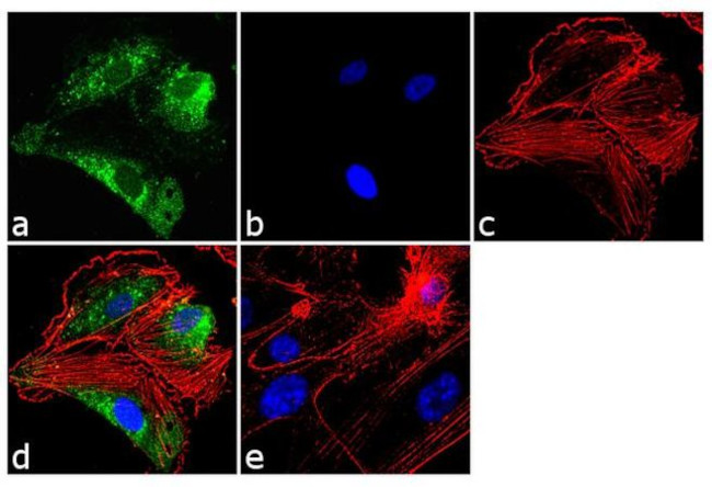 VEGF Antibody in Immunocytochemistry (ICC/IF)