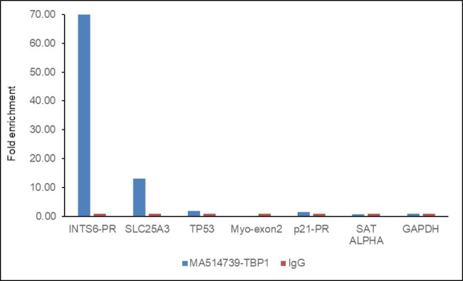 TBP Antibody in ChIP Assay (ChIP)