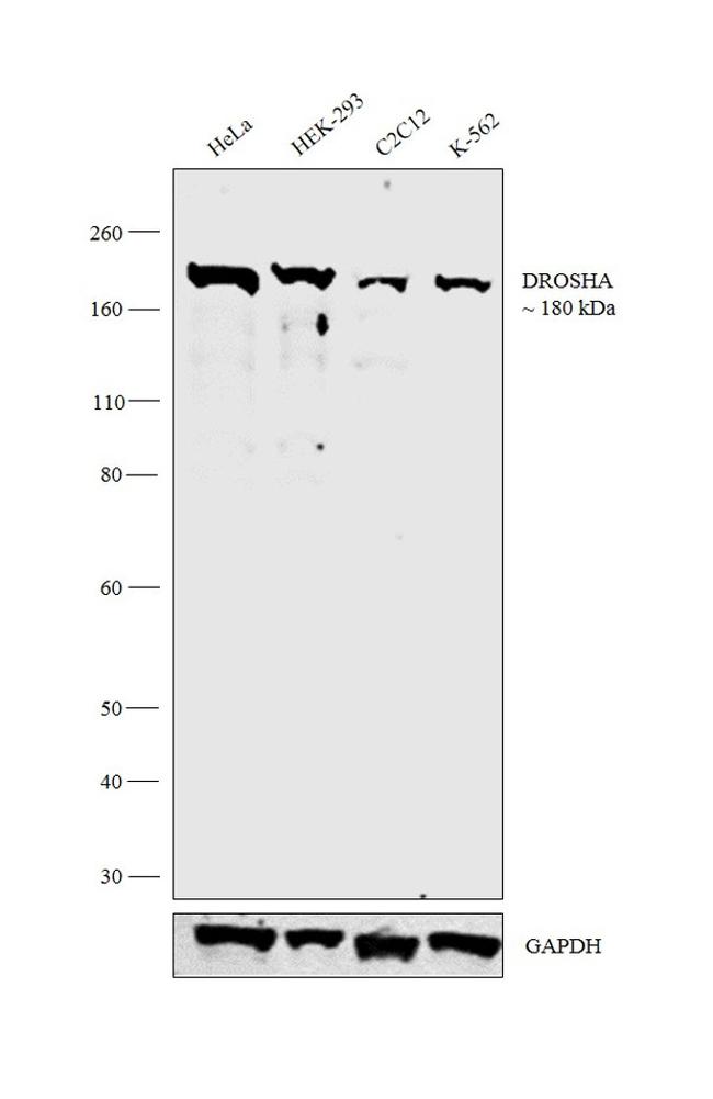 Drosha Monoclonal Antibody (S.12.0) (MA5-14784)