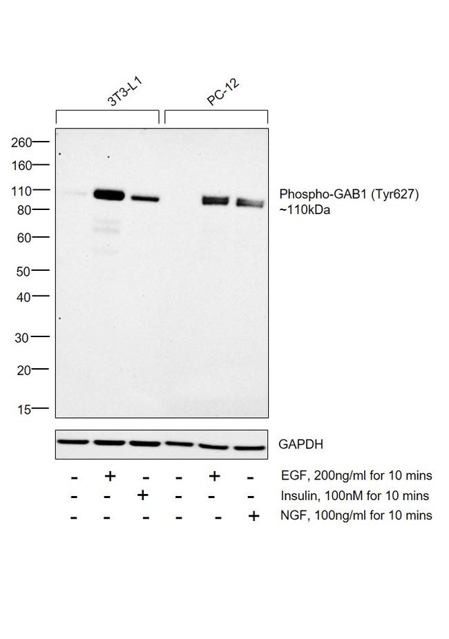 Phospho-GAB1 (Tyr627) Antibody