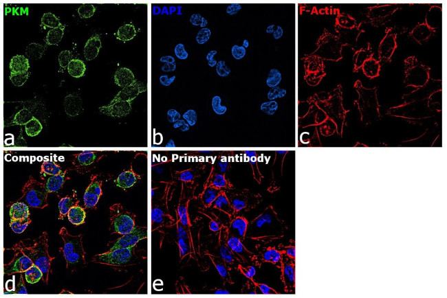 PKM1/PKM2 Antibody in Immunocytochemistry (ICC/IF)