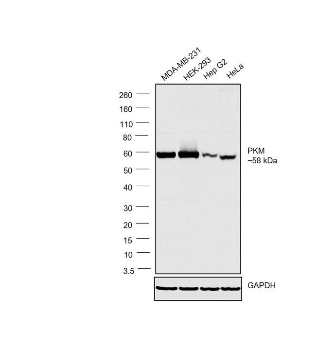 PKM1/PKM2 Antibody in Western Blot (WB)