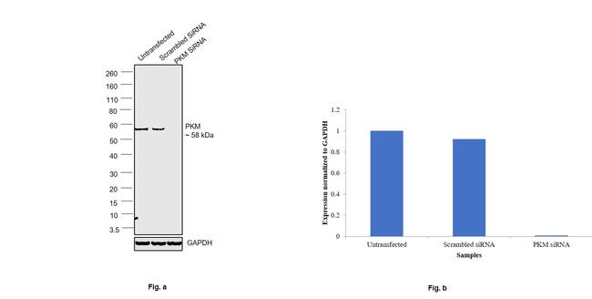 PKM1/PKM2 Antibody in Western Blot (WB)