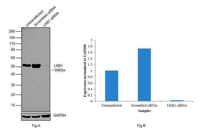 LKB1 Antibody in Western Blot (WB)