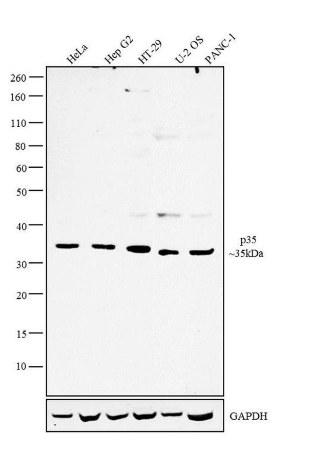 p35 Antibody in Western Blot (WB)