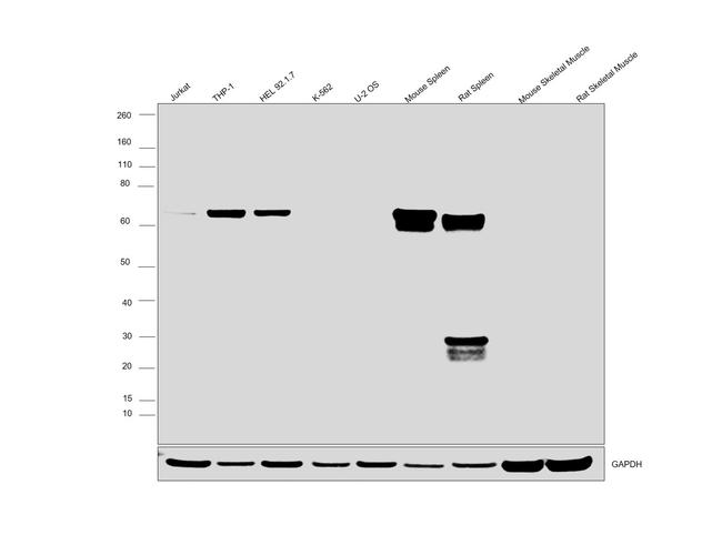 SHP-1 Antibody in Western Blot (WB)