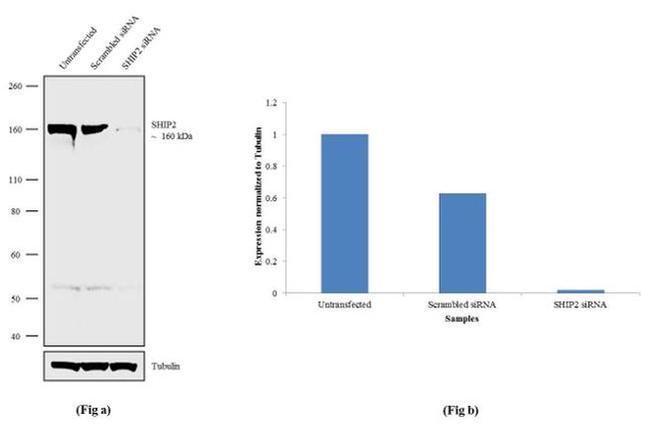 SHIP2 Antibody in Western Blot (WB)