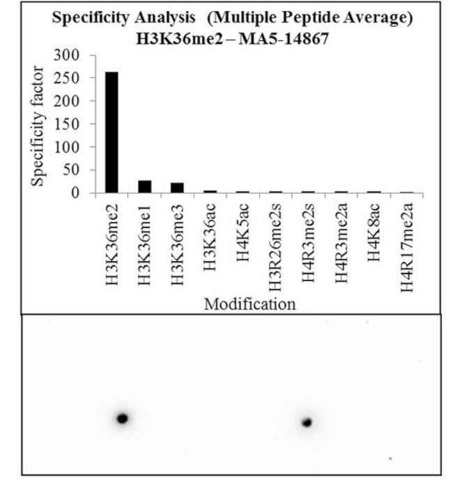 H3K36me2 Antibody in Peptide array (ARRAY)