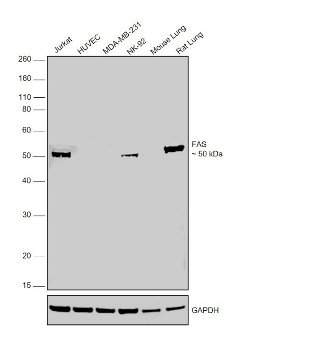 FAS Antibody