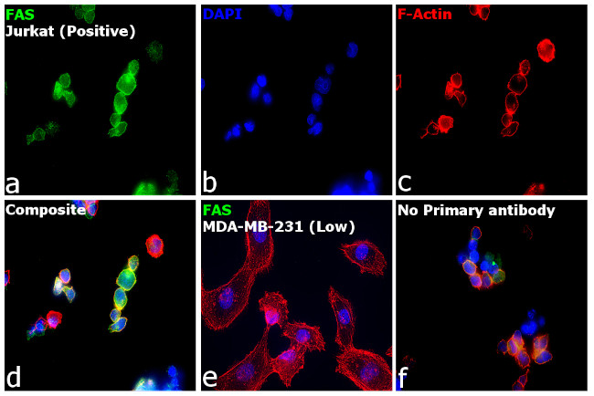 FAS Antibody in Immunocytochemistry (ICC/IF)