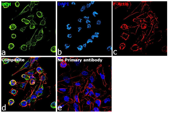 PKM2 Antibody in Immunocytochemistry (ICC/IF)