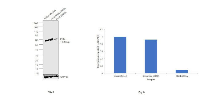 PKM2 Antibody