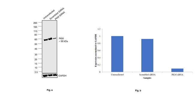 PKM2 Antibody in Western Blot (WB)