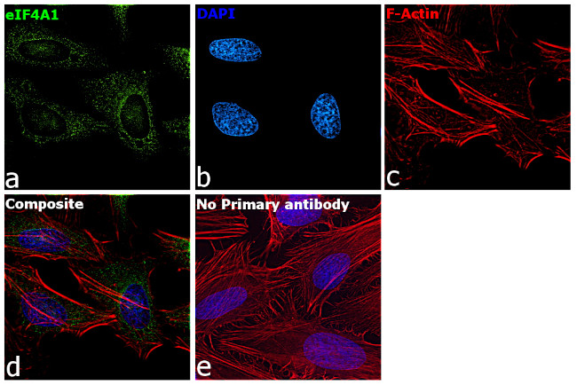 eIF4A1 Antibody in Immunocytochemistry (ICC/IF)