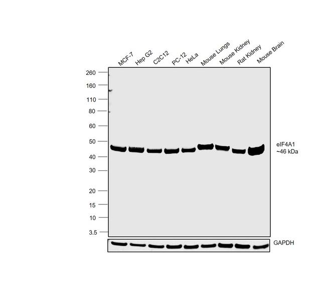 eIF4A1 Antibody in Western Blot (WB)