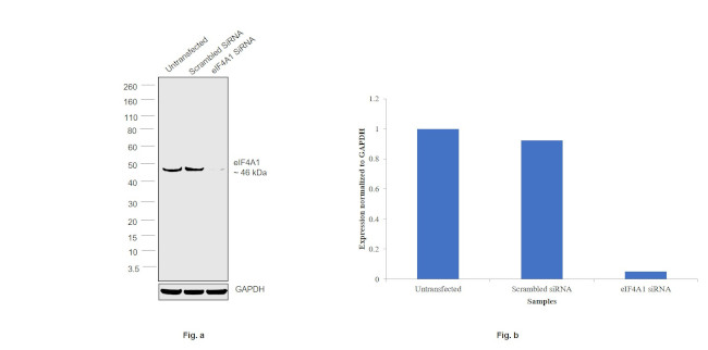 eIF4A1 Antibody