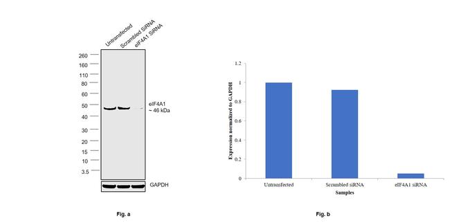 eIF4A1 Antibody in Western Blot (WB)