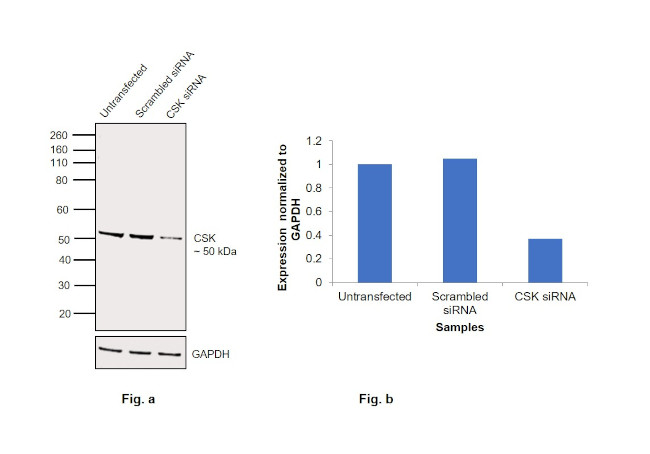 CSK Antibody