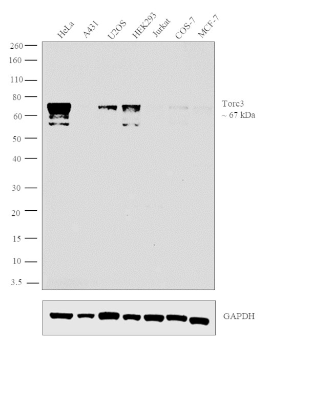 CRTC3 Antibody