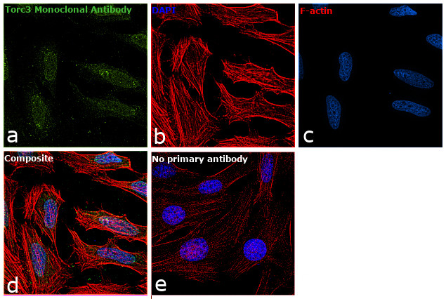 CRTC3 Antibody in Immunocytochemistry (ICC/IF)