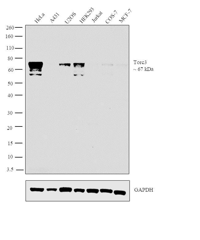 CRTC3 Antibody in Western Blot (WB)