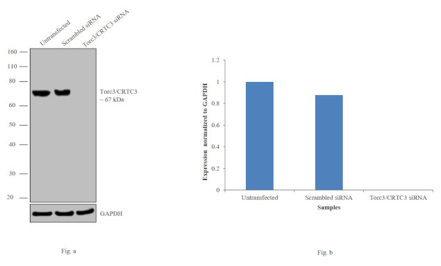 CRTC3 Antibody