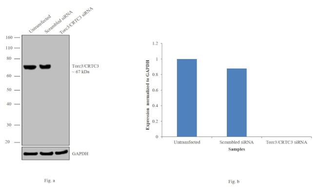 CRTC3 Antibody in Western Blot (WB)