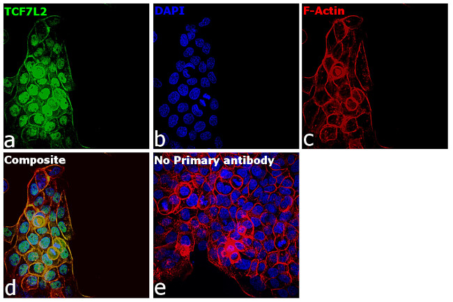 TCF7L2 Antibody in Immunocytochemistry (ICC/IF)