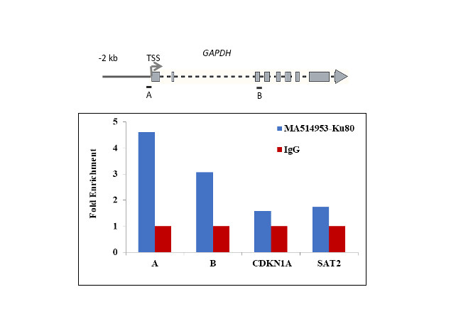 Ku80 Antibody in ChIP Assay (ChIP)