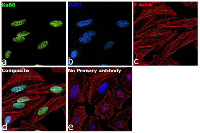 Ku80 Antibody in Immunocytochemistry (ICC/IF)