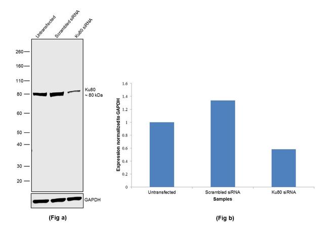 Ku80 Antibody in Western Blot (WB)