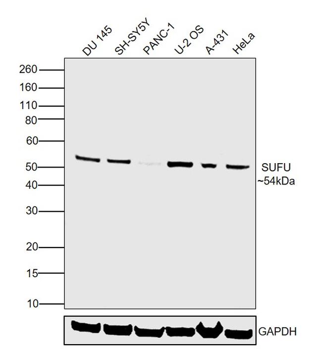 SUFU Antibody in Western Blot (WB)