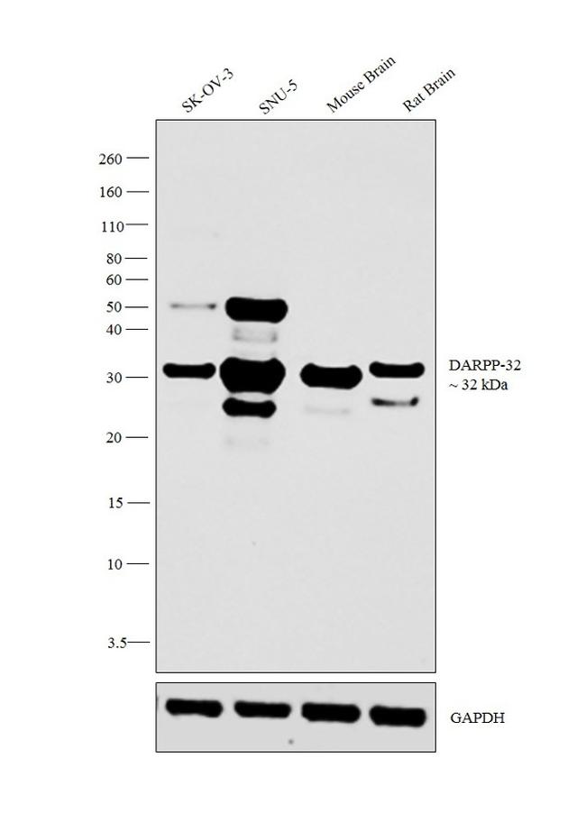 DARPP-32 Antibody in Western Blot (WB)