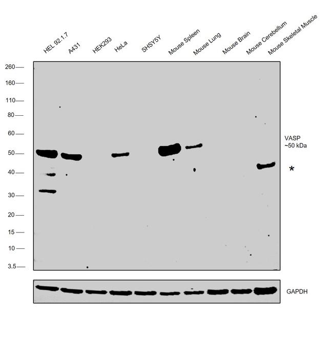 VASP Antibody in Western Blot (WB)