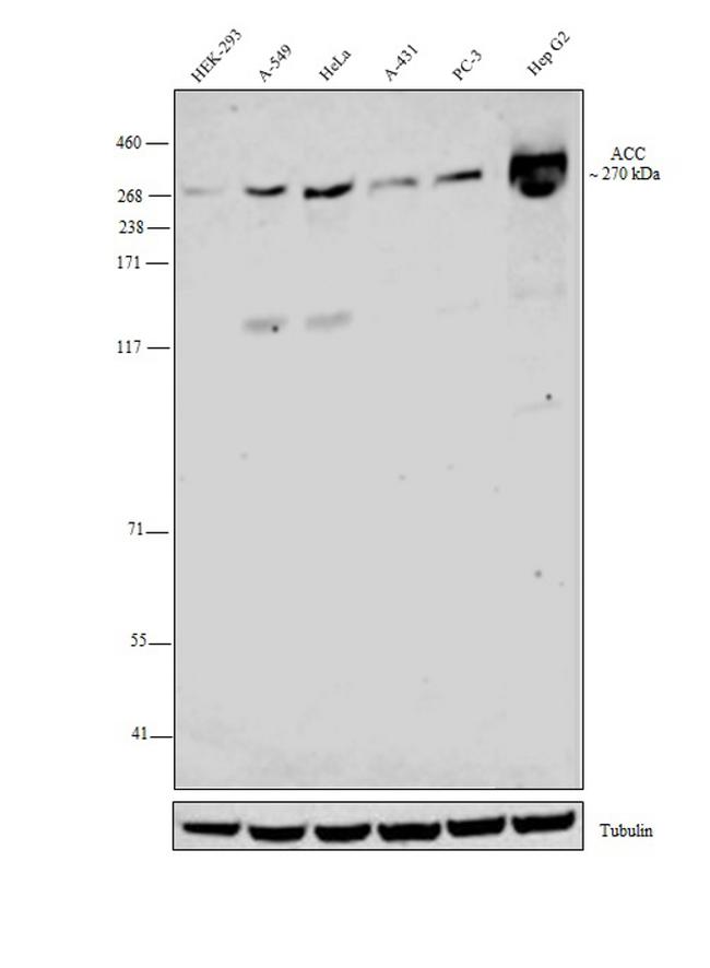 Acetyl-CoA Carboxylase Antibody in Western Blot (WB)