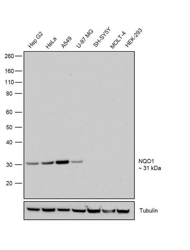 NQO1 Antibody