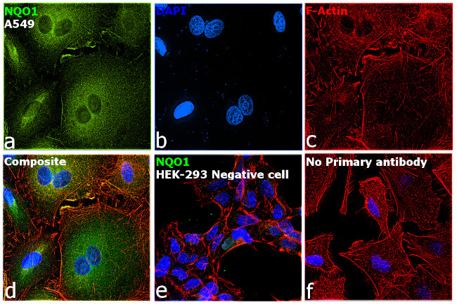 NQO1 Antibody in Immunocytochemistry (ICC/IF)