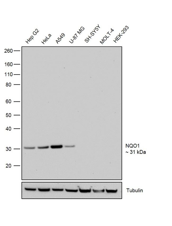 NQO1 Antibody in Western Blot (WB)