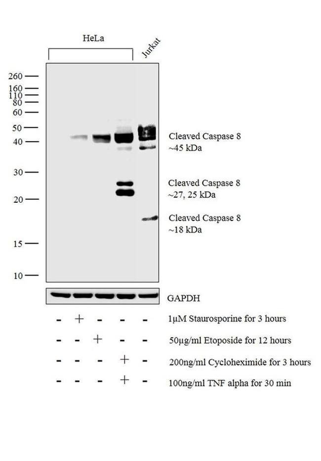 Caspase 8 (Cleaved Asp391) Antibody in Western Blot (WB)