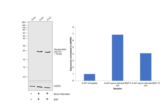 Phospho-BAD (Ser112) Antibody