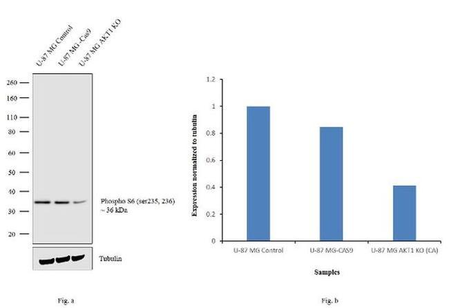 Recombinant Anti-Menin antibody [EPR3986] KO Tested (ab92443)