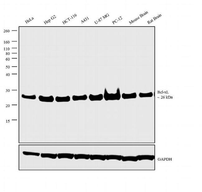 Bcl-xL Antibody in Western Blot (WB)