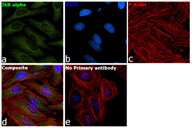 IkB alpha Antibody in Immunocytochemistry (ICC/IF)