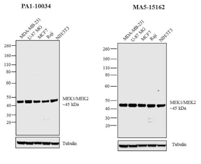 MEK1/MEK2 Antibody