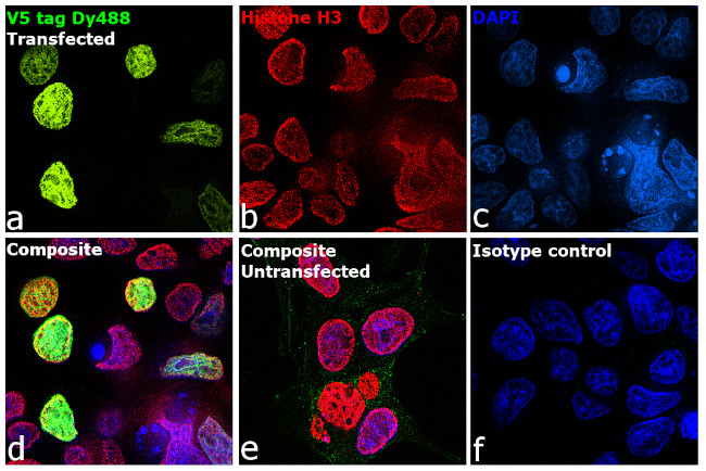 V5 Tag Antibody in Immunocytochemistry (ICC/IF)